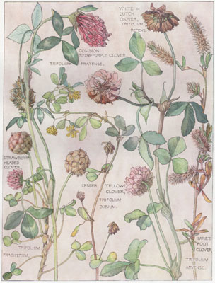Strawberry-headed Clover, Common Red or Purple Clover, Lesser Yellow Clover, White or Dutch Clover, Hare's Foot Clover
